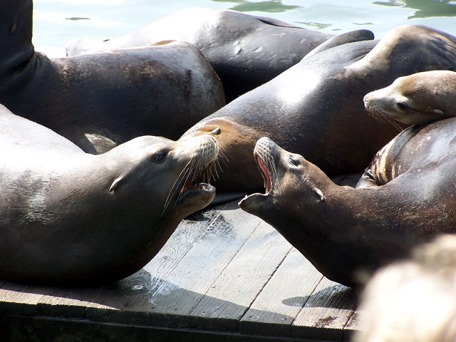 San Fran Pier 39 Sea Lions