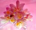 untitled-truecolor-01p4p.jpg