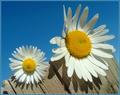Daisy_big_and_small.jpg