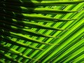 lines dpc.jpg