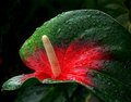 DPC colour burst.jpg