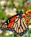 The Monarch.jpg