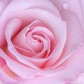 Pink.jpg