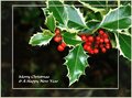 holly christmas card From Sally.jpg