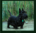 My dog Mac.jpg