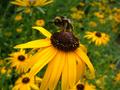 Bee and flower 27 Jan.JPG