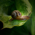 common snail 1.jpg