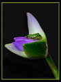 frog on lily buddpc.jpg