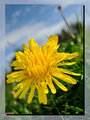 Dandelions are beautiful to.jpg