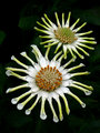 flowers display