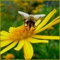 Bee right in the middle.JPG