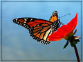 monarch with blue sky 640.jpg