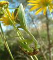 praying mantis and bee 1.JPG