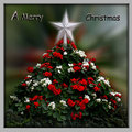 Merry Christmas to all at DPC from Sally and family 