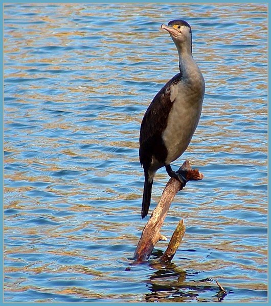 bIRD.jpg