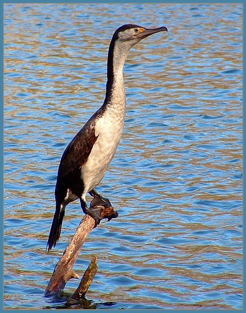 Untitled-TrueColor-01BIRD.jpg