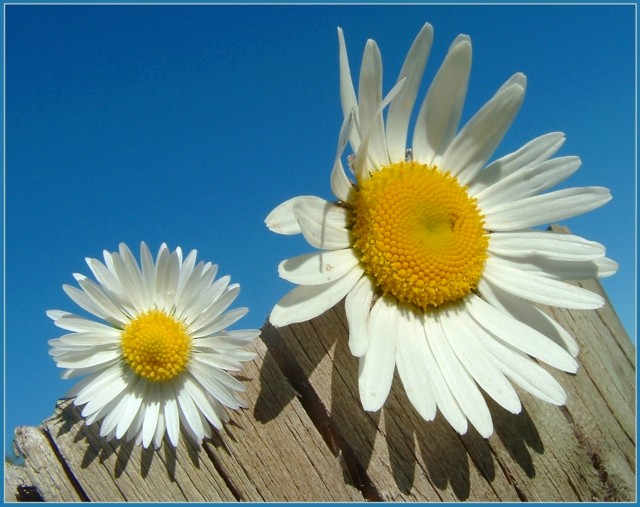 Daisy_big_and_small.jpg