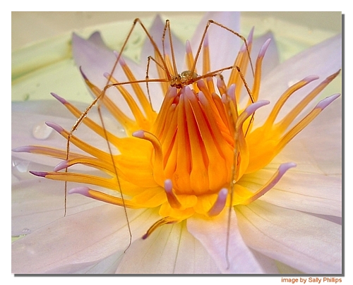 confused spider on tropical water lily.jpg