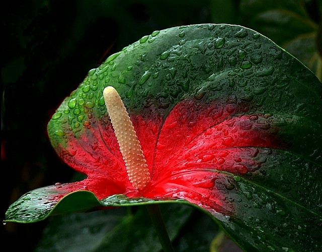 DPC colour burst.jpg