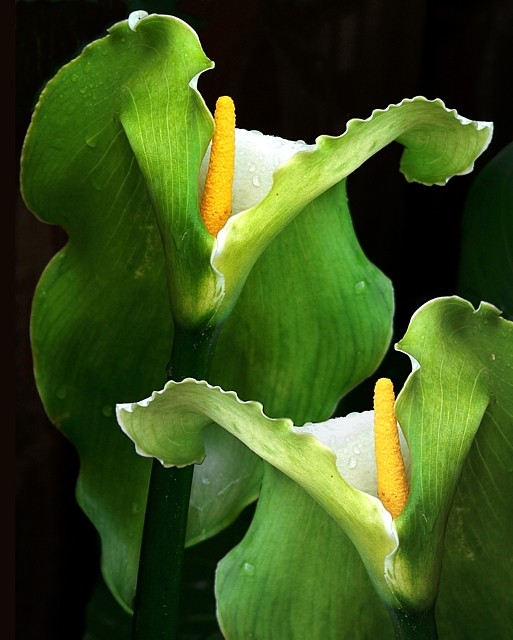 dpc lilies.jpg