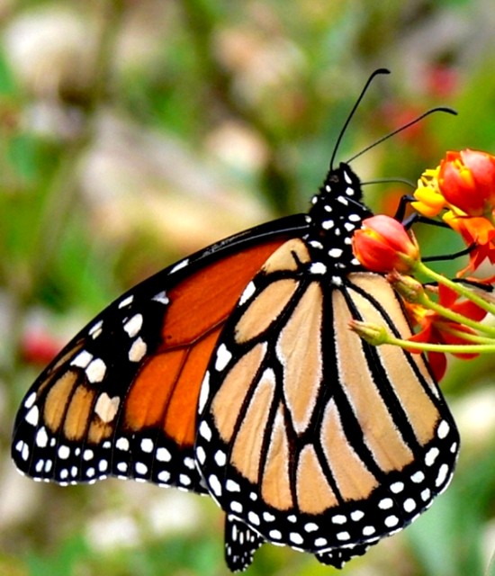 The Monarch.jpg