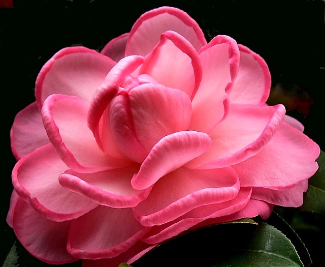 Camelia.jpg