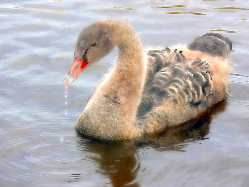 Black Swan Cygnet.jpg