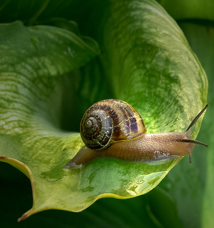 Snail forDPC.jpg