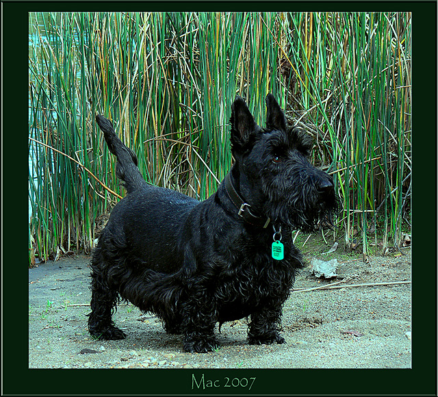 My dog Mac.jpg