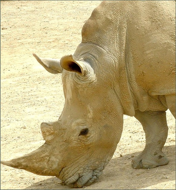 Rhino dpc.JPG
