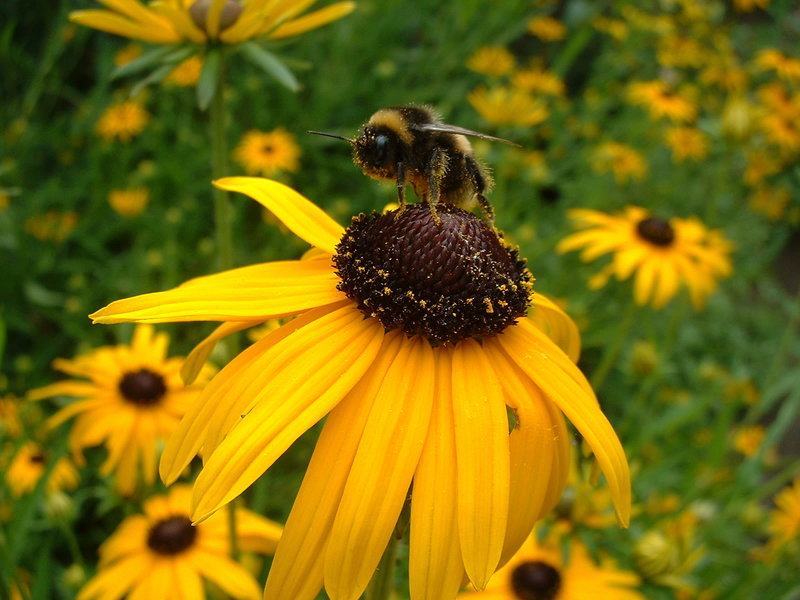 Bee and flower 27 Jan.JPG