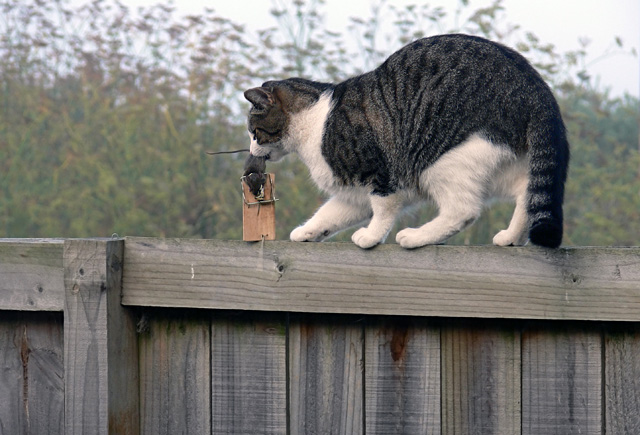 cat and mouse 2 Sally Phillips.jpg