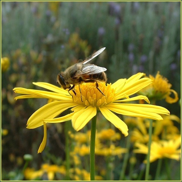 bee gathering food.JPG