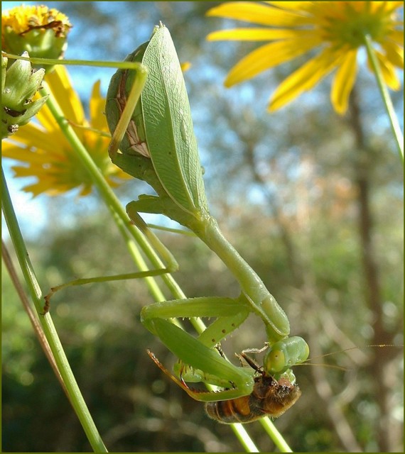 praying mantis and bee 1.JPG