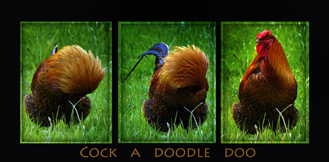 Cock a doodle doo for dpc.jpg
