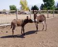 donkeys