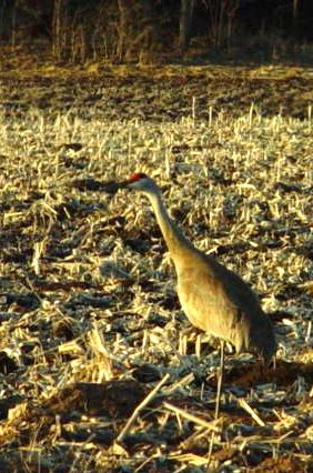 Sand Hill Crane 3.jpg