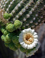 Saguaro Cactus Flower