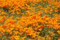 poppies.jpg