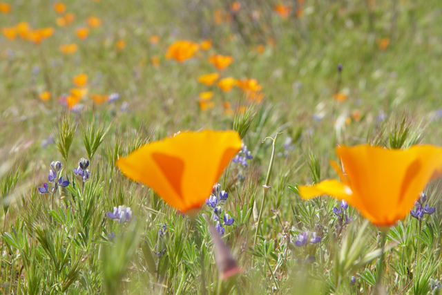 blueflowers.jpg
