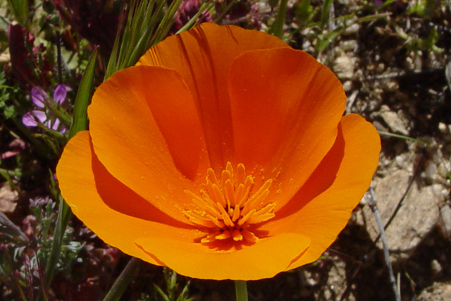 PoppyCrop.jpg