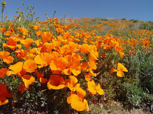 poppiesnocrop.jpg