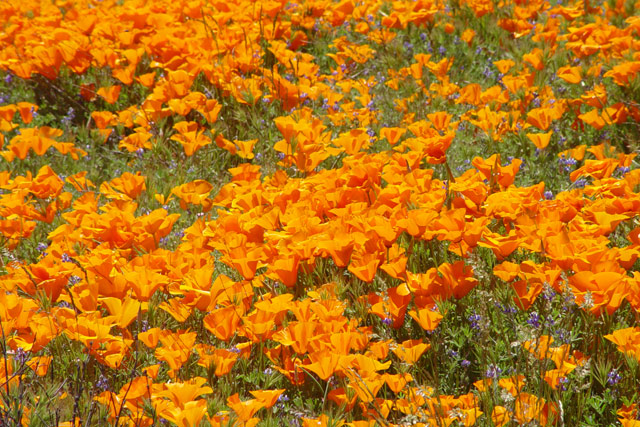 poppies.jpg