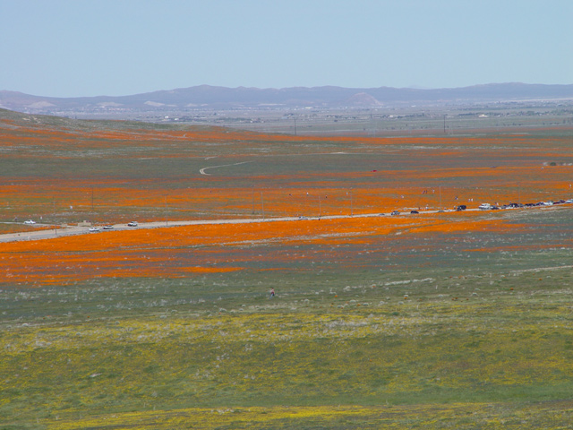 poppyfields3.jpg