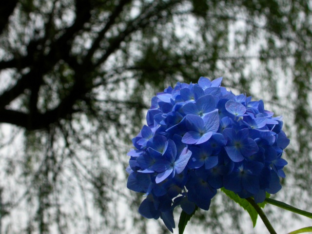 Blue in the shadow