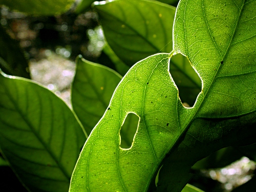 Melting green