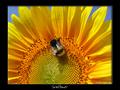 Sunflower_sm.jpg