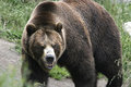 The-Angry-Bear.jpg