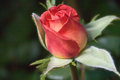 Rose-Bud02.jpg
