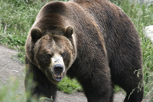 The-Angry-Bear.jpg
